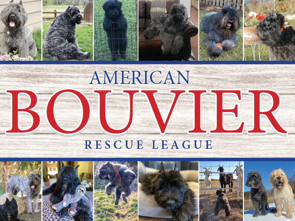 2021 Bouvier Calendar